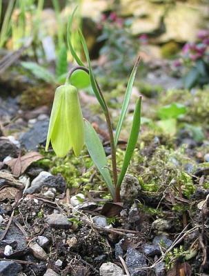 Fritillaria_carica_dwarf_2_fars_2007.jpg