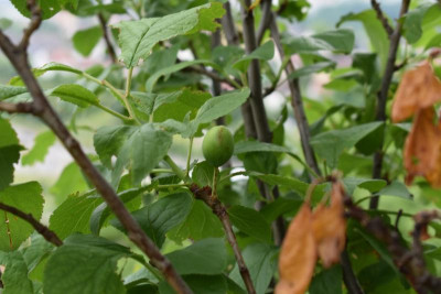 Cannstatt Weinberge 004.JPG