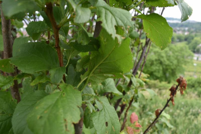 Cannstatt Weinberge 006.JPG