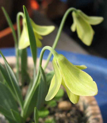 1.4.07._Fritillaria_carica__023.JPG