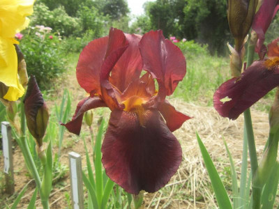 TB falsche Red Orchid.JPG