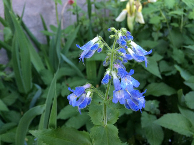 Penstemon True Blue.jpg