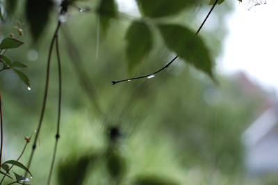 regen1_6340.jpg