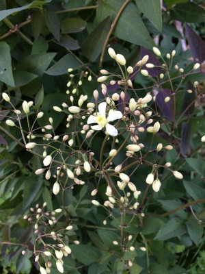 Clematis recta.jpg