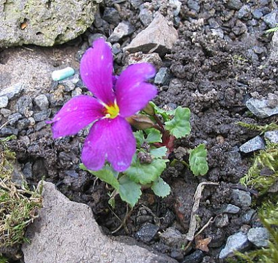 Primula_wie_hei_ich_wohl_fars_2007.jpg