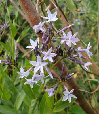Amsonia orientalis18.jpg