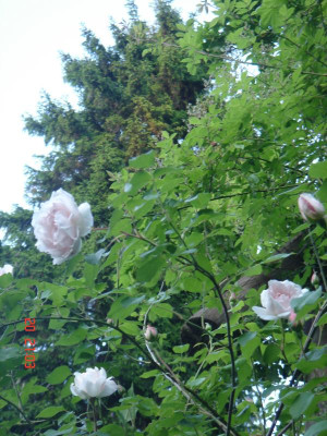 DSC05262.JPG