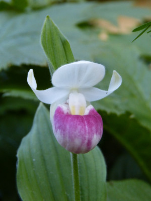2018-05-20 Cypripedium reginae.jpg