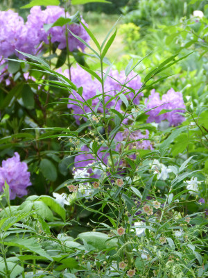 2018-05-19 Euonymus cornutus var. quinquecornutus.jpg