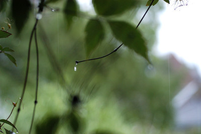 regen2_6342.jpg