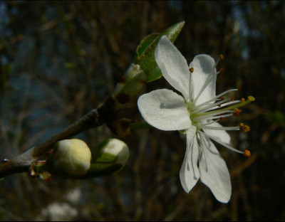 Schlehe_07_04_02_a1.jpg