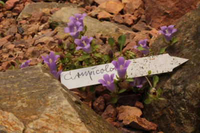Campanula rupicola 12.05.18.jpg
