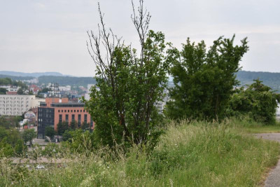 Cannstatt Weinberge 010.JPG
