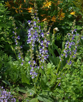Salvia_nemerosa-Sämling.18-1.jpg