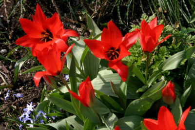 Bot.Tulpe207.jpg