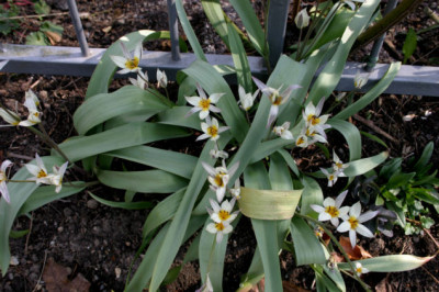 Wildtulpen107.jpg