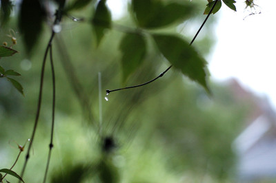 regen3_6345.jpg