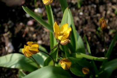 Wildtulpen307.jpg