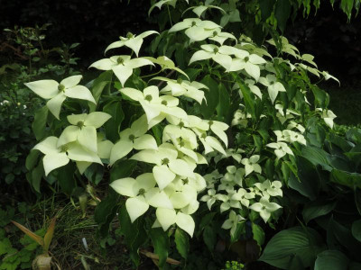 CornusKousaGreensleevesMai2018.jpg.png