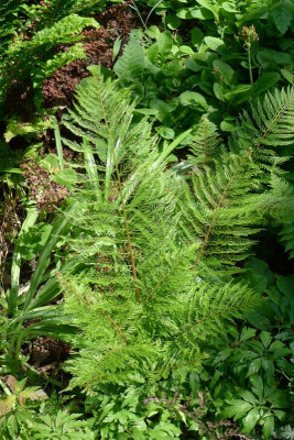 Green Lace.jpg