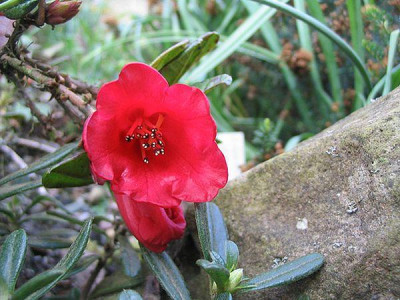 Rhododendron_forrestii_repens_fars_2007.jpg