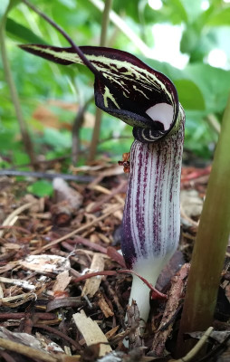IMG_20180520_104544_eArisaema kiushianum.jpg