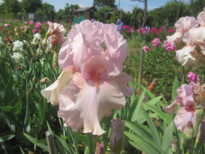TB Blushing Pink.JPG