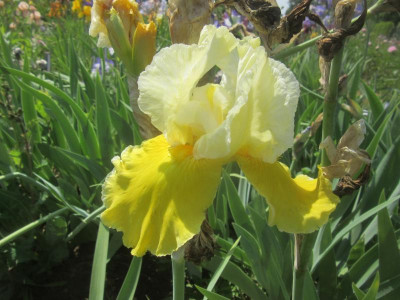 TB Canary Delight.JPG