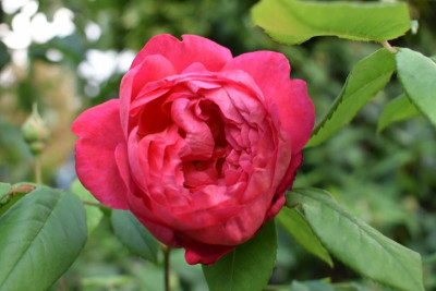 Rosen 2018 005.JPG