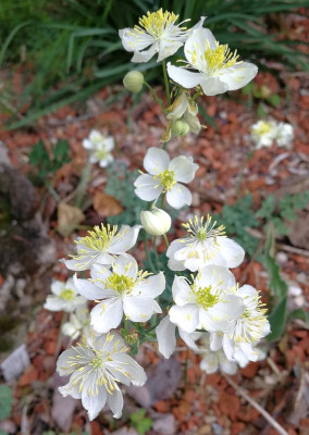 IMG_20180519_081544_eThalictrum tuberosum.jpg