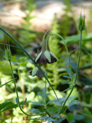 2018-05-12 Aquilegia viridiflora.jpg
