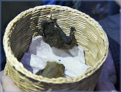 R-Fledis-800px.jpg