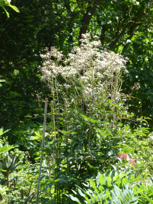 2018-05-21 Clematis recta 'Purpurea'.jpg