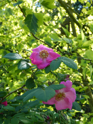 2018-05-21 Rosa moyesii.jpg