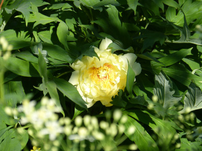 2018-05-21 Paeonia 'High Noon' 1.jpg