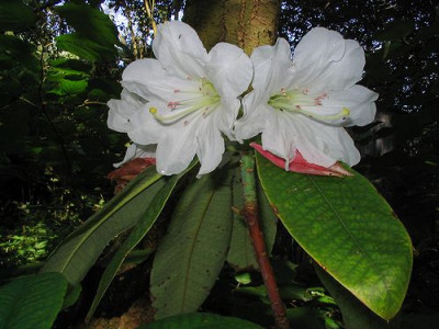 Rhododendron_auriculatum.jpg