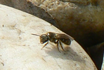 Bienchen_07_04_02_1.jpg
