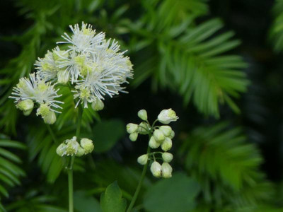 Thalictrum.JPG