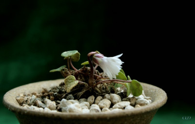 comp_Soldanella_minima.jpg