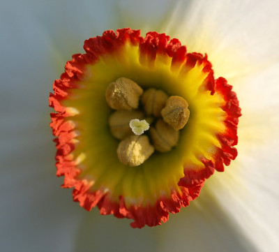 Narcissus-Actaea.jpg