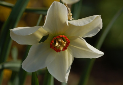 Narcissus-ActaeaKopf.jpg