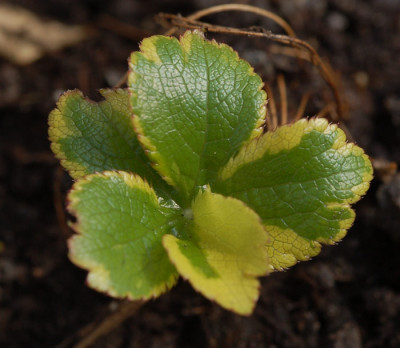 Astrantia-Sunningdale-Varie.jpg