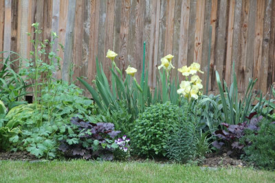 gelbe Iris und Akelei IMG_9120.jpg
