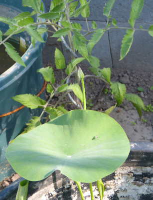 2018-05-22 Nelumbo 'Green Maiden'.jpg