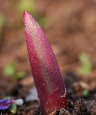Polygonatum-odoratum-Varieg.jpg