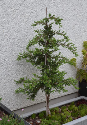 Juniperus_communis-Repanda.18-1.jpg