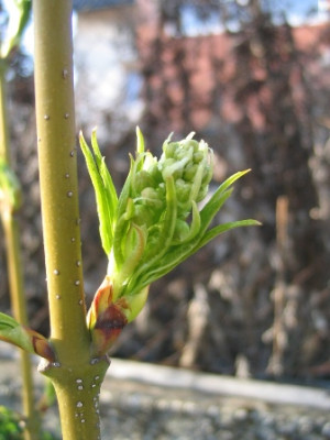Staphylea_colchica.JPG