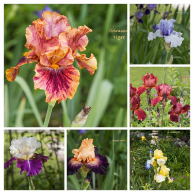 IMG_2137-4-COLLAGE.jpg