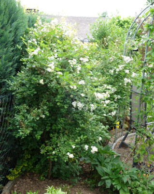 Rosa_multiflora_nana.18-1.jpg