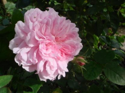Dentelle_1.jpg